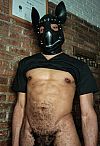 Cachorro Relax Escort Masculino
